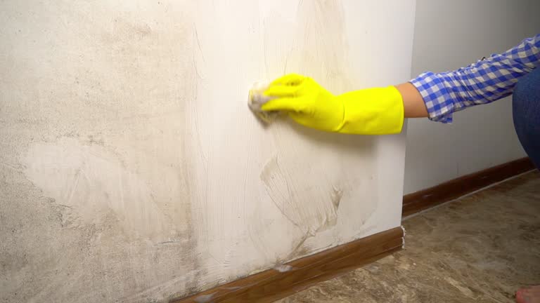 Mold Remediation for Rental Properties in Jacobus, PA